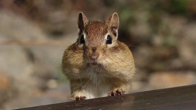 A Winter Mystery: Where do the Chipmunks Go — The Brookdale Park